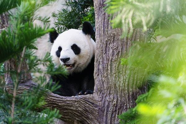 淘宝直播不说话可以吗？有哪些注意事项？